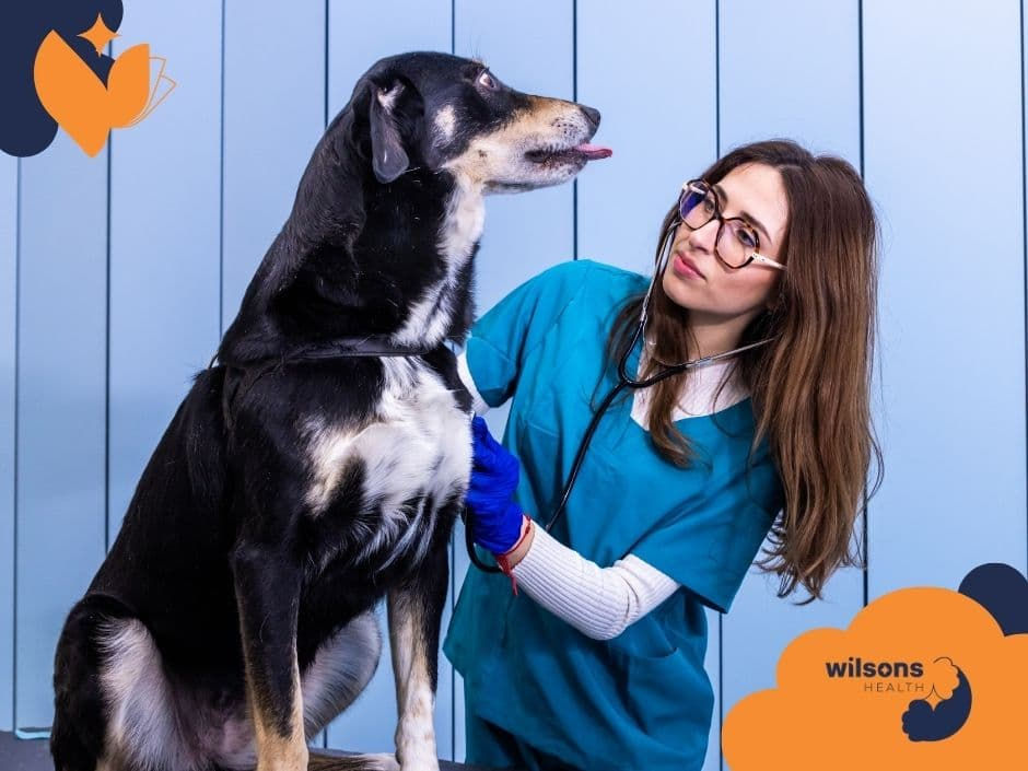 Vet in blue scrubs examines a black-and-white dog with a stethoscope. Blue panel background, logos in corners. Calm atmosphere.