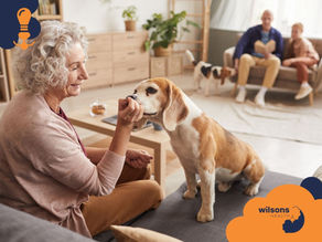 Elderly woman feeds a beagle on a sofa, smiling. In the background, a man and child sit on another sofa with a second beagle. Cozy room. Wilsons Health logo visible.
