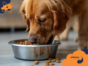Golden retriever eating from a stainless steel bowl on a wooden floor. "Wilsons Health" logo in orange and navy. Calm mood.