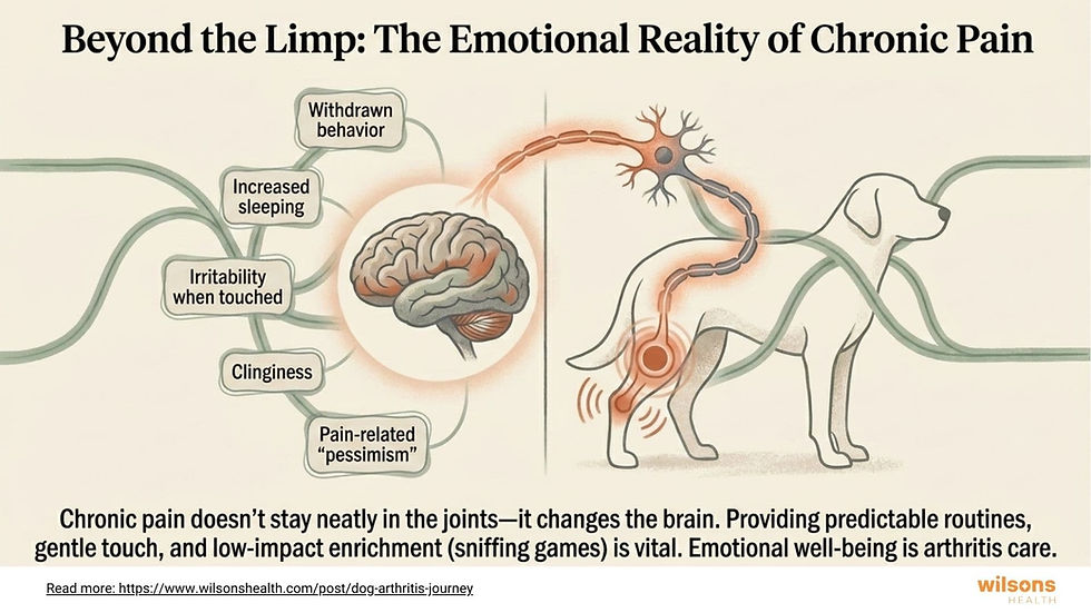 Diagram of a dog with chronic pain highlighting brain impacts like withdrawal and irritability. Text discusses emotional reality of pain.