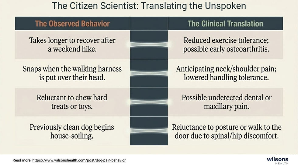 Chart titled "The Citizen Scientist: Translating the Unspoken" compares dog behaviors with clinical translationssearching for pain-related behavior changes.