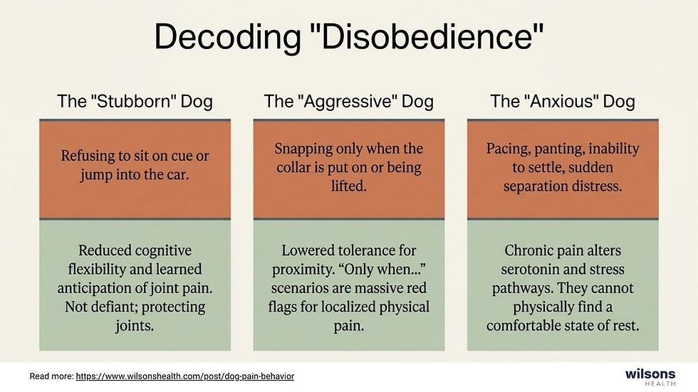 Chart "Decoding 'Disobedience'" shows three dog types: "Stubborn", "Aggressive", "Anxious", with causes of their behaviors. Brown and green text boxes.