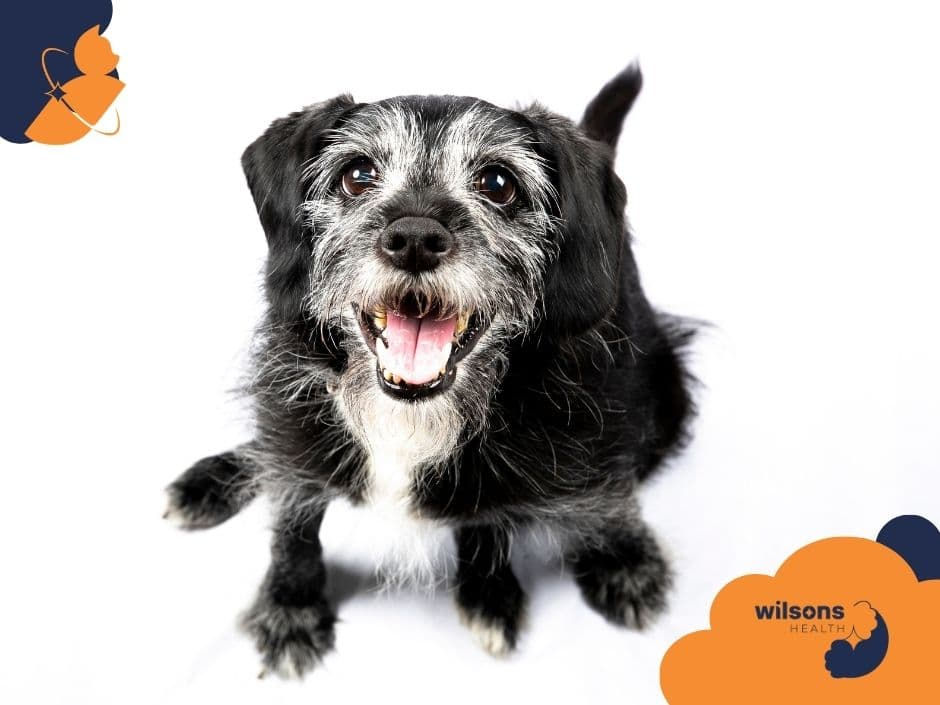 Happy black and white dog smiling at the camera on a white background. "Wilsons Health" logo in the corner.