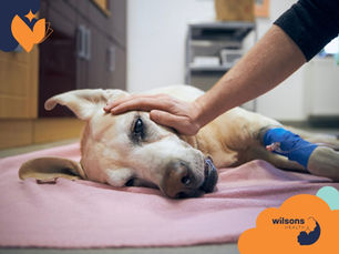 Dog resting on pink blanket in a vet clinic, with a person's hand gently on its head. Blue bandage on leg. Warm, comforting scene. Logos visible.