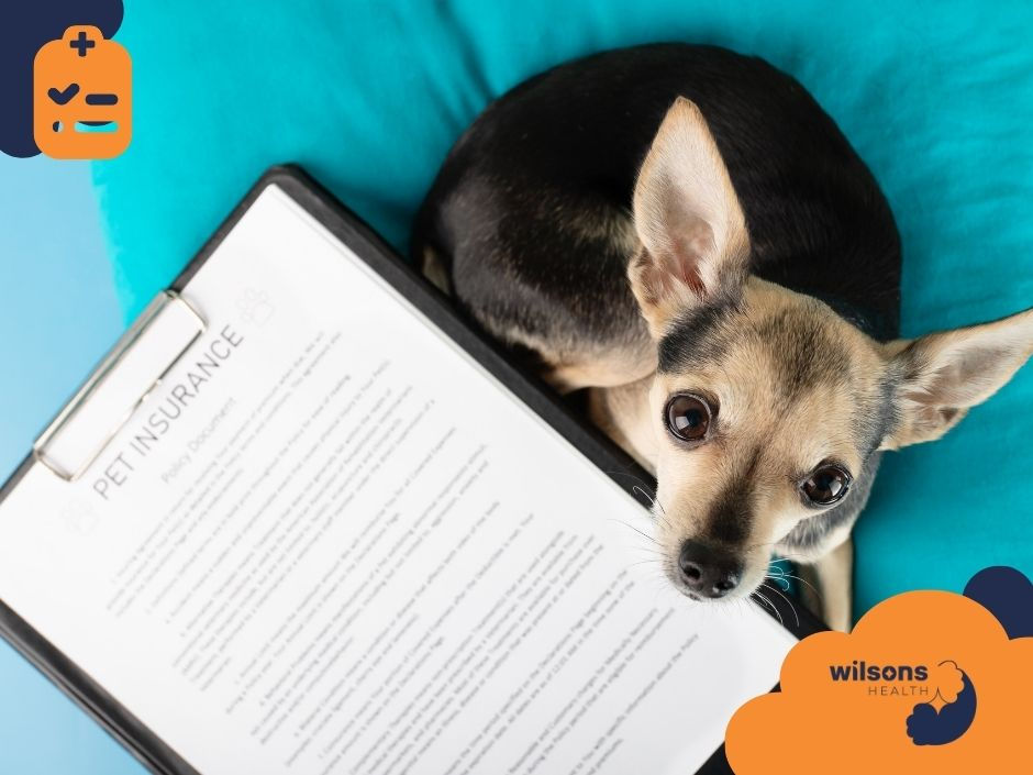 Chihuahua on turquoise blanket beside clipboard with "Pet Insurance" document. Blue and orange graphics in corners, company logo "Wilsons Health".