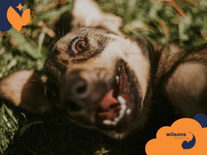 Dog lying on grass, mouth open playfully. Green background with logo text: "Wilsons Health" in orange cloud shapes. Energetic mood.