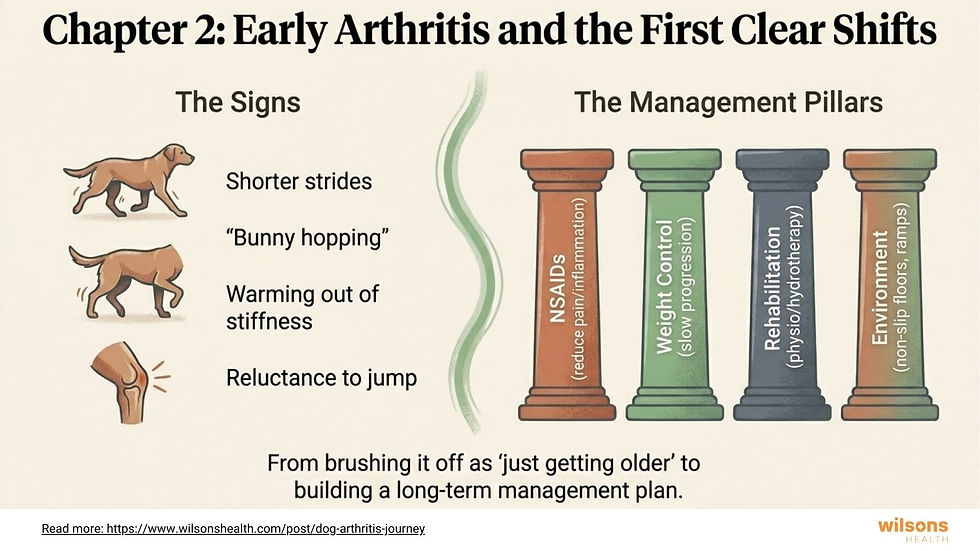 Infographic on early arthritis in dogs, showing signs like shorter strides and management pillars such as NSAIDs and rehabilitation.