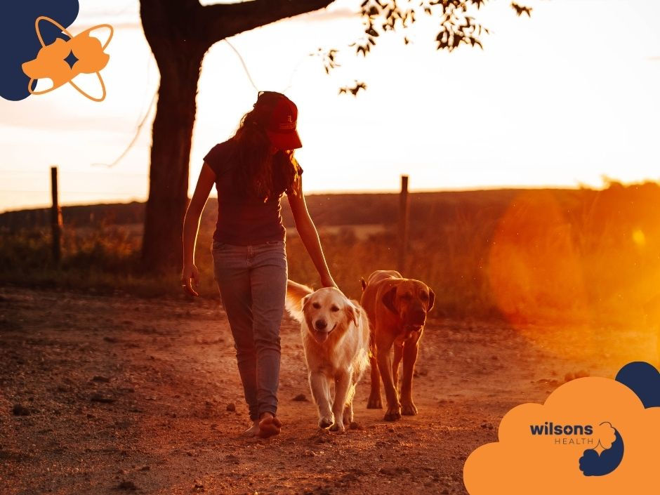 A person walks with two dogs at sunset on a dirt path. Silhouette of a tree in the background. Warm colors, with "wilsons HEALTH" text.