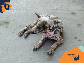 A spotted dog with patchy fur lies on a concrete surface. Wilsons Health logo in orange and blue is visible in the corners.