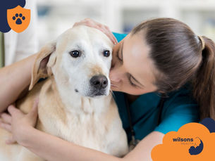 A woman in blue scrubs affectionately hugs a yellow Labrador, set in a clinic. Wilsons Health logo and paw print are visible.