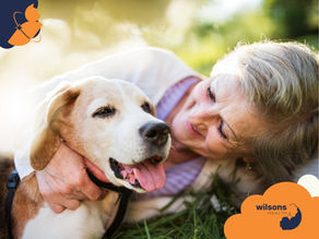 Elderly woman smiling, hugging a beagle on green grass. Sunlight creates a warm glow. Wilsons Health logo visible.