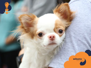 A small white and brown dog is held against a person's gray shirt. "Wilsons Health" logo is in the corner. Background is blurred.