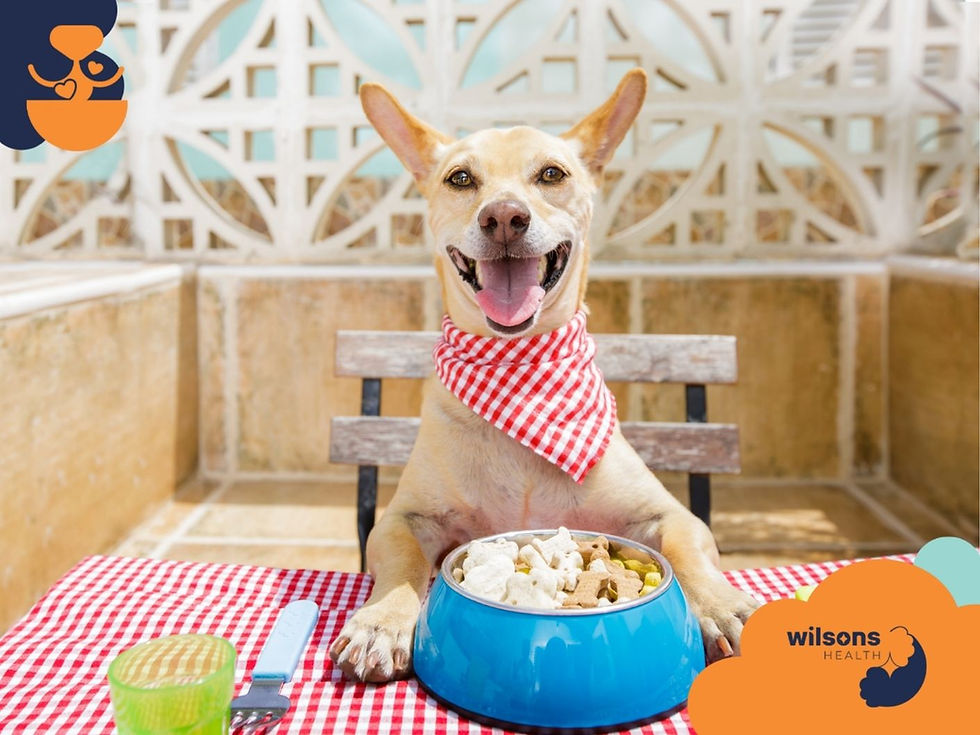Happy dog with red checkered bandana sits at a table with a blue bowl of kibble. Sunlit patio backdrop, "Wilsons Health" logo visible.