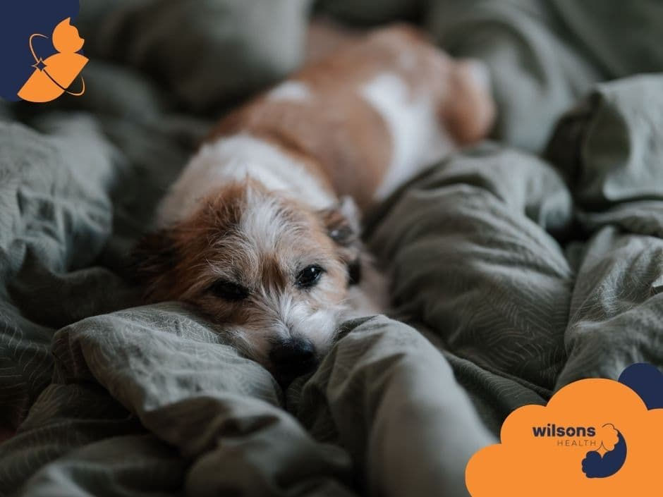 Dog resting on green bedding, looking sleepy. "Wilsons Health" logo in the corner. Cozy and calm atmosphere.