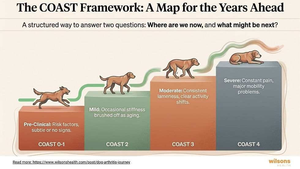 Illustration of the COAST Framework. A dog moves through stages from Pre-Clinical to Severe, indicating arthritis progression. Four stages.