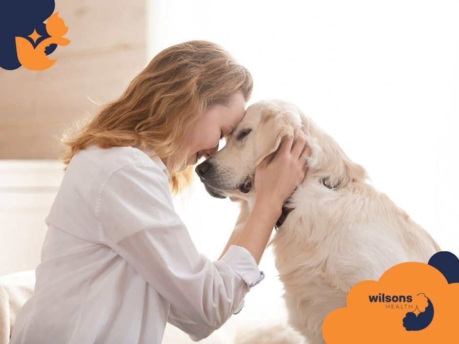 Woman and golden retriever touching foreheads affectionately indoors. Light, cozy setting. Wilsons Health logo in corner.