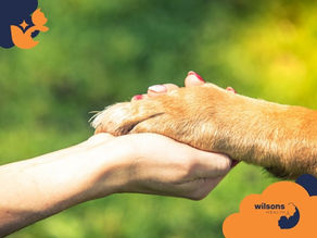 Human hand holds a dog's paw with mutual trust. Green blurred background. "Wilsons Health" logo at bottom right.