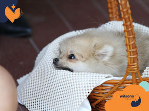 A fluffy puppy rests in a wicker basket lined with a white blanket. The background is brown, with visible text "wilsons HEALTH" and a logo.