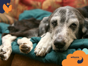 Elderly dog resting on a teal cushion with a peaceful expression. Background has warm colors. "Wilsons Health" logo is visible.