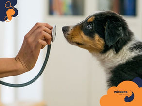 Puppy examines a stethoscope held by a hand. Background is blurred, creating a focused, curious mood. Wilsons Health logo visible.