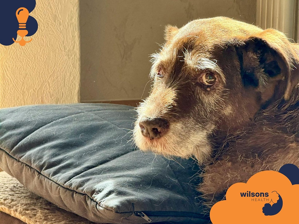 Physical Changes in Senior Dogs and Emotional Impact