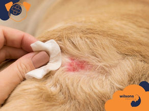 Nutrition and Micronutrients for Tissue Repair in Dogs