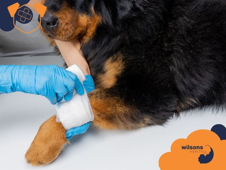 Dog receiving paw bandaging, blue gloves in action. Black and brown fur. Wilsons Health logo in the corner. Calm atmosphere.