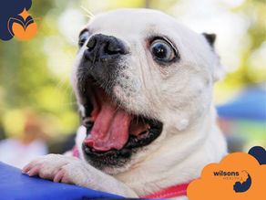Excited dog with open mouth, resting paws on a blue surface. Background is blurred greenery. Wilsons Health logo in orange corner.