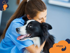 Woman in blue scrubs hugs a happy black and white dog. Text: "Wilsons Health" on orange bubble. Calm, caring mood in a clinic.