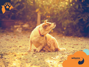 Dog with a red collar scratching itself in a sunlit yard, surrounded by greenery. Warm, golden tones. "wilsons health" text visible.