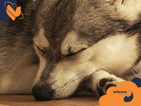 Sleeping dog resting on a wooden floor, conveying tranquility. Soft fur detail. "Wilsons Health" logo in orange and navy at the corner.
