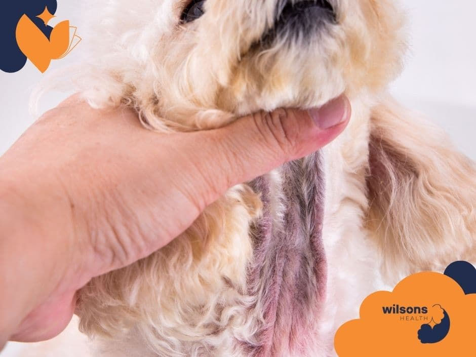 Hand lifting a fluffy dog's fur to reveal pink skin; Wilsons Health logo in corners on a white background.