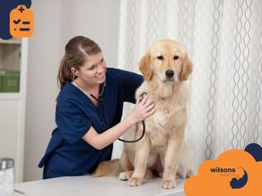Vet in blue scrubs listens to a Golden Retriever's chest with a stethoscope. White room with patterned drapes. Logos say "wilsons HEALTH."