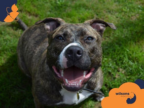 Smiling brindle dog on grass, looking up. Bright green background. Text: wilsons health with orange and blue design elements.