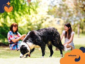 Wet dog sniffing grass in a sunny park, with two women sitting and smiling in the background. Bright green and floral patterns. Wilsons Health logo.