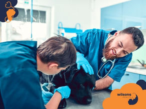 Two vets in blue scrubs and gloves care for a black dog on a table in a clinic. One smiles warmly. "Wilsons Health" logo visible.