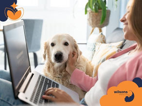 A woman pets a golden retriever on a couch, using a laptop. Sunlit room with plants. "Wilsons Health" logo visible. Cozy, relaxed mood.