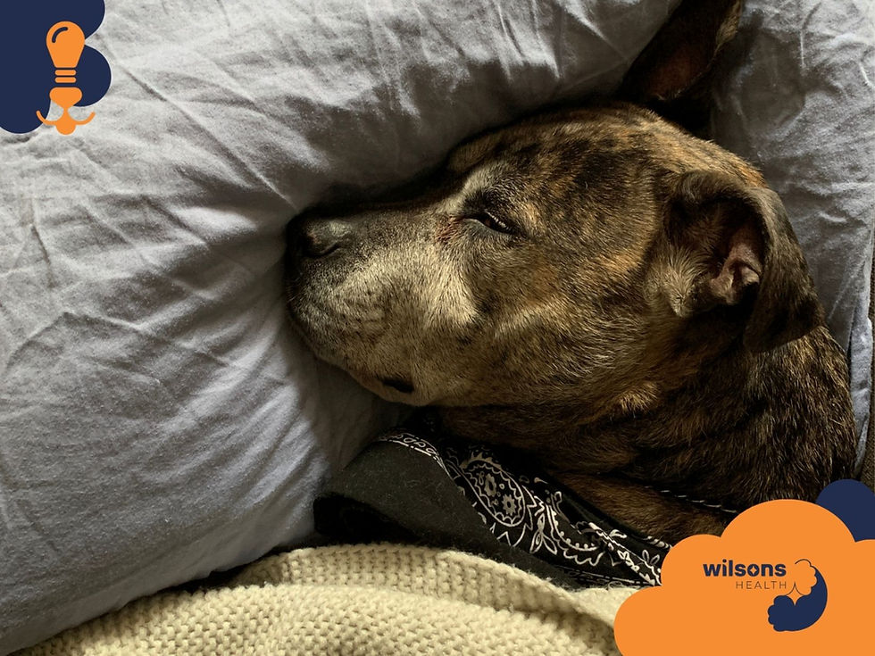 Brindle dog sleeping on a gray pillow, wearing a black bandana. Cozy atmosphere. "Wilsons Health" logo in orange and blue is visible.