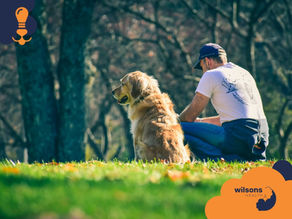 Man and Golden Retriever sitting on grassy field in park. Trees in background, relaxed mood. Wilsons Health logo in corner.