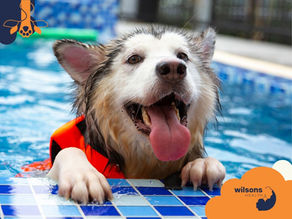 Wet dog in an orange life vest joyfully climbs out of a pool onto blue tiles. Background is blurry. Logo with "Wilsons Health" visible.