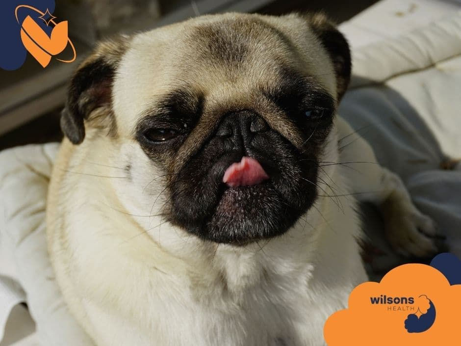 Pug with tongue out, lounging on a white blanket in sunlight. Wilsons Health logo in orange and blue at the bottom right. Relaxed mood.