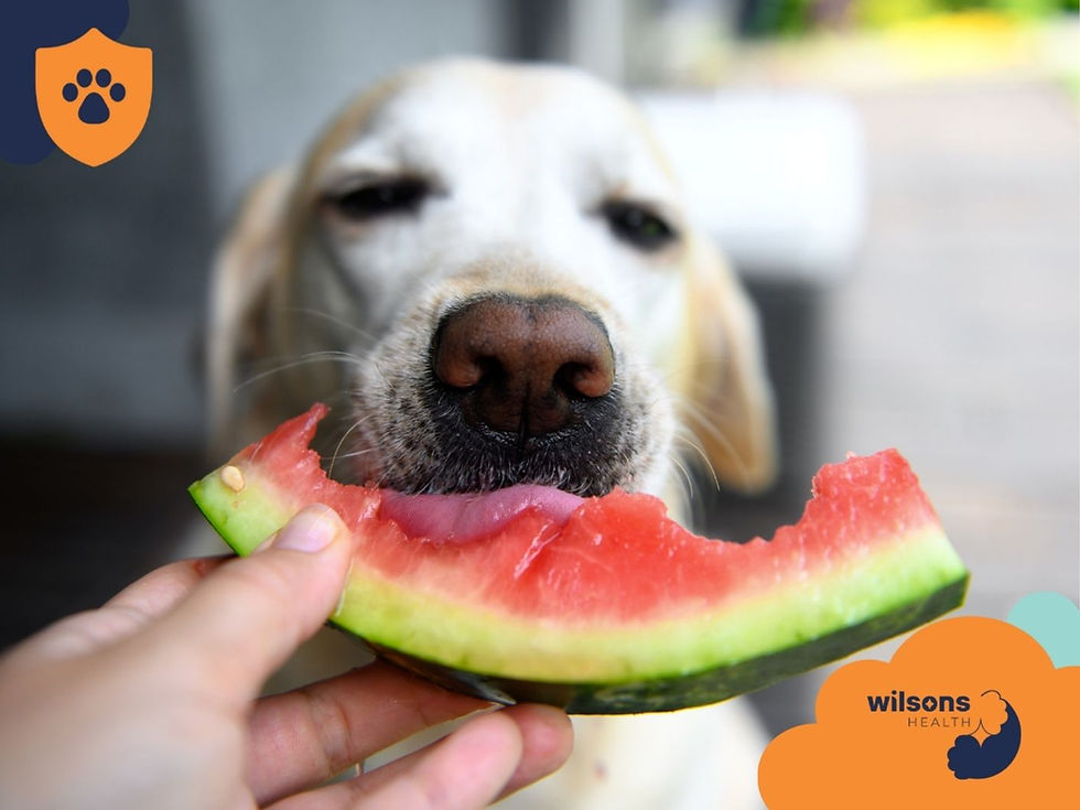 Dog sniffing watermelon slice held by a hand, close-up. Soft focus background. Orange and blue logos with "Wilsons Health" text.