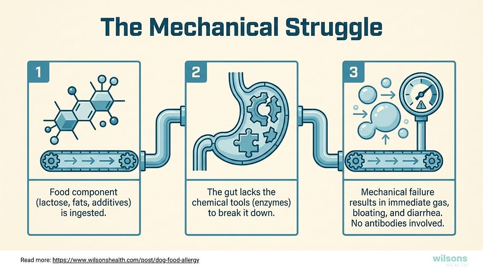 Infographic titled "The Mechanical Struggle" shows stages of digestion issues in food intolerances in dogs: ingestion, enzyme lack, and bloating.