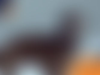 A brown dog poses against a light blue background with a playful expression. "Wilsons Health" logo is in the bottom right corner.