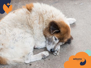 Sleeping dog on concrete, brown and white fur. Peaceful mood. Orange and navy heart patterns, "Wilsons Health" logo in bottom right.