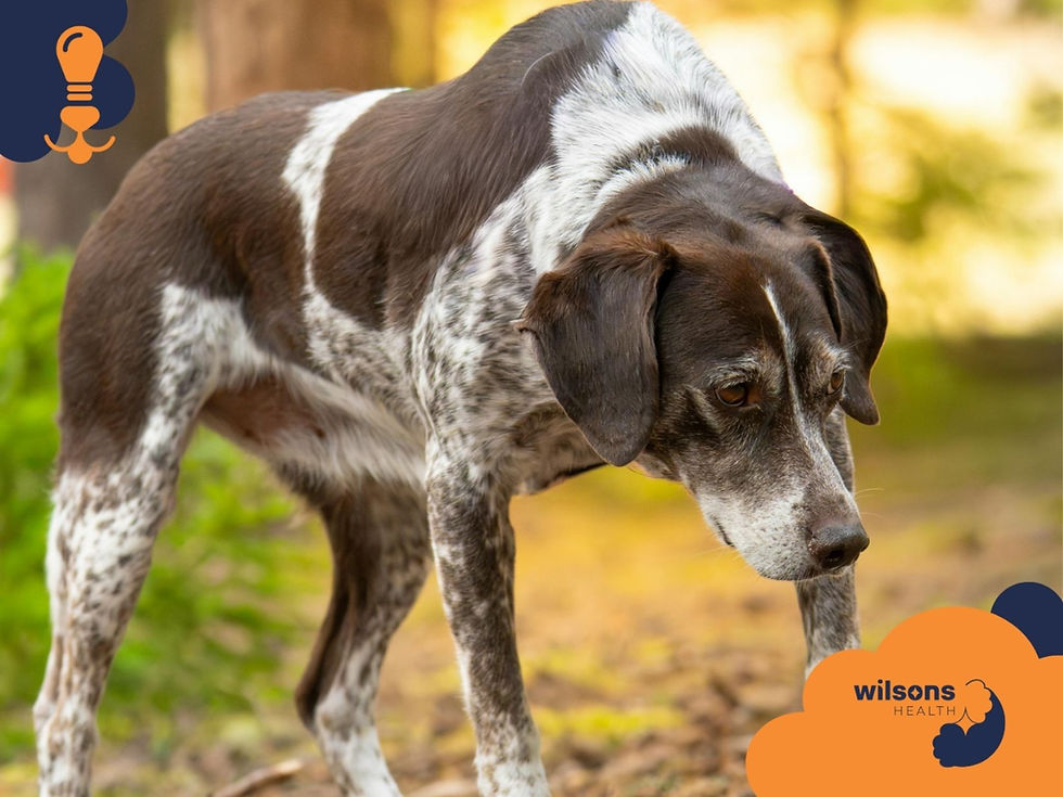 Brown and white spotted dog standing on grassy ground, looking down thoughtfully. Background features trees; logo reads "Wilsons Health."