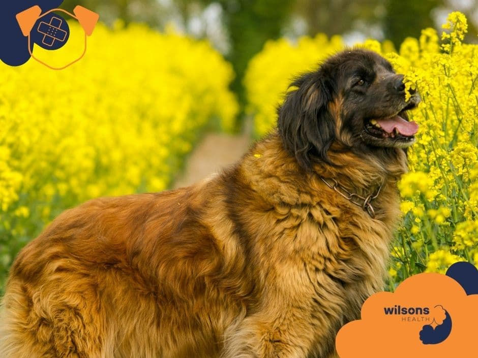Fluffy dog standing in a vibrant yellow flower field, looking content. "Wilsons Health" logo is visible, adding a cheerful mood.