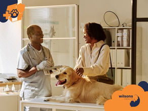 A vet smiles at a woman petting her happy golden retriever on an exam table. Sunlit clinic with shelves behind. Wilsons Health logo visible.
