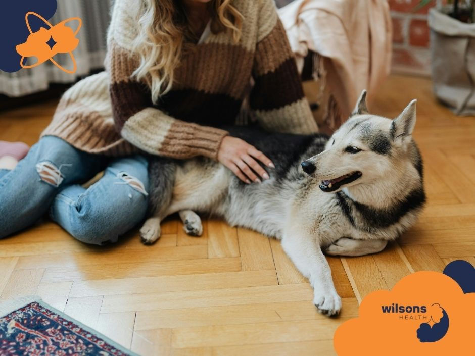 Woman in a striped sweater pets a relaxed husky on a wooden floor. Jeans, cozy setting. Text: wilsons health logo in corner.