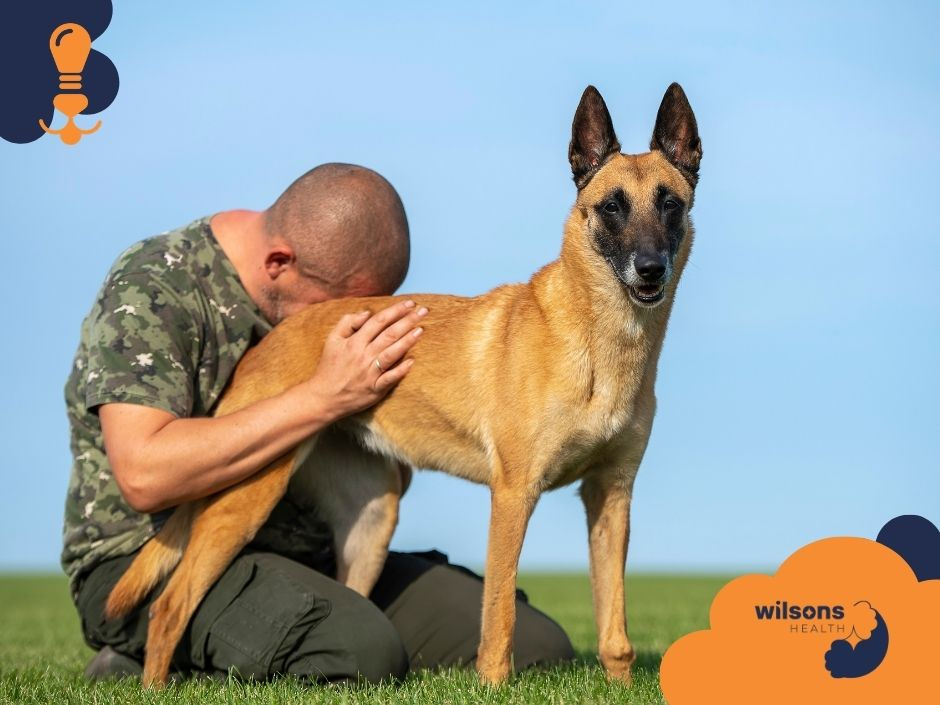 Man in camouflage shirt kneels, hugging a Belgian Malinois, on a green field under blue sky. Text "Wilsons Health" on the corner.